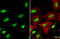 Sp3 Transcription Factor antibody, GTX129426, GeneTex, Immunocytochemistry image 