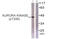 Aurora Kinase A antibody, OAAF07369, Aviva Systems Biology, Western Blot image 