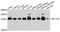 Ribosomal Protein L10a antibody, A08606, Boster Biological Technology, Western Blot image 