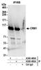 Exportin 1 antibody, A300-469A, Bethyl Labs, Immunoprecipitation image 