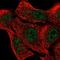 Egl-9 Family Hypoxia Inducible Factor 2 antibody, NBP2-76551, Novus Biologicals, Immunofluorescence image 