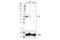 Paired Box 6 antibody, 60433S, Cell Signaling Technology, Western Blot image 