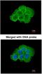 Mitogen-Activated Protein Kinase Kinase Kinase Kinase 5 antibody, NBP1-31234, Novus Biologicals, Immunocytochemistry image 