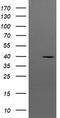 Mitogen-Activated Protein Kinase Kinase 3 antibody, TA505842S, Origene, Western Blot image 