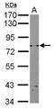 DNA repair helicase RAD3 antibody, GTX124133, GeneTex, Western Blot image 