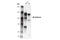Cadherin 15 antibody, 40491S, Cell Signaling Technology, Western Blot image 