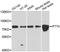 Intraflagellar Transport 74 antibody, A08931, Boster Biological Technology, Western Blot image 