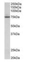 Protein-glutamine gamma-glutamyltransferase 4 antibody, orb125201, Biorbyt, Western Blot image 