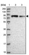 G1 To S Phase Transition 2 antibody, PA5-60824, Invitrogen Antibodies, Western Blot image 