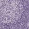 Hydroxysteroid 11-Beta Dehydrogenase 2 antibody, NBP2-37954, Novus Biologicals, Immunohistochemistry paraffin image 