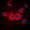 STE20 Like Kinase antibody, LS-B13410, Lifespan Biosciences, Immunofluorescence image 