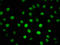 H12 antibody, LS-C676856, Lifespan Biosciences, Immunofluorescence image 