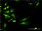 UDP Glucuronosyltransferase Family 2 Member B4 antibody, LS-C198406, Lifespan Biosciences, Immunofluorescence image 