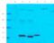 Trafficking Protein Particle Complex 11 antibody, orb186301, Biorbyt, Western Blot image 