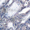 Mitogen-Activated Protein Kinase Kinase 2 antibody, AP0121, ABclonal Technology, Immunohistochemistry paraffin image 
