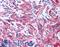 Myosin RLC antibody, LS-B38, Lifespan Biosciences, Immunohistochemistry frozen image 
