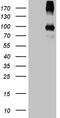 Peptidase Domain Containing Associated With Muscle Regeneration 1 antibody, M11423, Boster Biological Technology, Western Blot image 