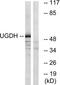 UDP-Glucose 6-Dehydrogenase antibody, TA314662, Origene, Western Blot image 