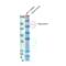 Heat shock 70 kDa protein 1A/1B antibody, SPC-318D, StressMarq, Western Blot image 