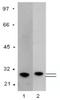 Glutathione-S-Transferase Tag antibody, AM09141PU-N, Origene, Western Blot image 