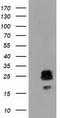 Caseinolytic Mitochondrial Matrix Peptidase Proteolytic Subunit antibody, CF502060, Origene, Western Blot image 
