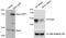 HAUS augmin-like complex subunit 8 antibody, TA307936, Origene, Western Blot image 