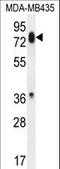 Protocadherin Beta 13 antibody, LS-C163430, Lifespan Biosciences, Western Blot image 