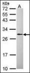 L-xylulose reductase antibody, orb181661, Biorbyt, Western Blot image 