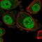 Potassium Calcium-Activated Channel Subfamily N Member 3 antibody, HPA057127, Atlas Antibodies, Immunofluorescence image 