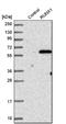 Runt-related transcription factor 1 antibody, NBP1-89105, Novus Biologicals, Western Blot image 