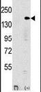 Histone-lysine N-methyltransferase EHMT1 antibody, PA5-11133, Invitrogen Antibodies, Western Blot image 