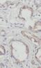 RAB3D, Member RAS Oncogene Family antibody, FNab07029, FineTest, Immunohistochemistry frozen image 