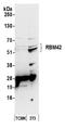 RNA Binding Motif Protein 42 antibody, A305-138A, Bethyl Labs, Western Blot image 