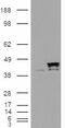 Piwi Like RNA-Mediated Gene Silencing 1 antibody, 45-735, ProSci, Immunohistochemistry paraffin image 