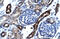 A-Kinase Anchoring Protein 17A antibody, 28-033, ProSci, Immunohistochemistry frozen image 
