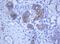 Basic Cytokeratin antibody, TA800714AM, Origene, Immunohistochemistry frozen image 