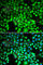 Proteasome Subunit Alpha 4 antibody, A2511, ABclonal Technology, Immunofluorescence image 