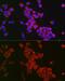 Follicle Stimulating Hormone Receptor antibody, GTX64391, GeneTex, Immunofluorescence image 