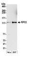 RNA Polymerase III Subunit B antibody, A301-855A, Bethyl Labs, Western Blot image 