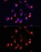 Cytochrome P450 Family 3 Subfamily A Member 4 antibody, GTX53947, GeneTex, Immunocytochemistry image 