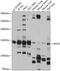 Nucleolar Protein 6 antibody, 15-530, ProSci, Western Blot image 