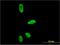 ASE-1 antibody, H00010849-M05, Novus Biologicals, Immunofluorescence image 