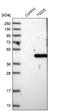 TDP-Glucose 4,6-Dehydratase antibody, NBP1-87063, Novus Biologicals, Western Blot image 