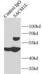 Phosphatidylinositide phosphatase SAC1 antibody, FNab07576, FineTest, Immunoprecipitation image 