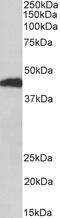Atrial natriuretic peptide receptor 3 antibody, 42-909, ProSci, Western Blot image 