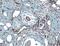 Intercellular adhesion molecule 2 antibody, AF774, R&D Systems, Immunohistochemistry paraffin image 