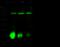 Calcium Regulated Heat Stable Protein 1 antibody, 14333-T52, Sino Biological, Western Blot image 