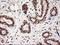 Neurotrophin 4 antibody, TA500034, Origene, Immunohistochemistry paraffin image 