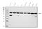 PR/SET Domain 14 antibody, A03870-2, Boster Biological Technology, Western Blot image 