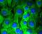 Notch1b antibody, NBP2-67420, Novus Biologicals, Immunofluorescence image 